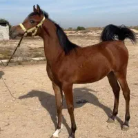 خدمات اسب قیار و نعلبندی