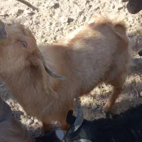 فروشی|حیوانات مزرعه|خوسف, |دیوار