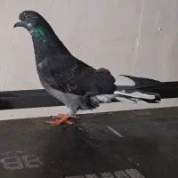 ابلغ چونه سفید ابلق