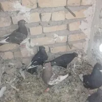 کفتر کبوتر|پرنده|مرودشت, مجد آباد|دیوار