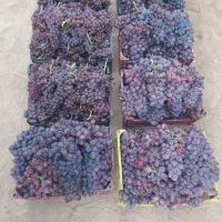 باغ انگوری|فروش دفتر صنعتی، کشاورزی، تجاری|شاهرود, |دیوار