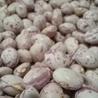 لوبیا چیتی دانه‌درشت به شرط|خوردنی و آشامیدنی|شیراز, دروازه قران|دیوار