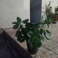 گل طبیعی|گل و گیاه طبیعی|پلدختر, |دیوار