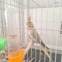 عروس گل باقالی سرحال سالم خوشگل|پرنده|مشهد, مهدی آباد|دیوار