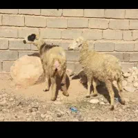 2 عددشیشک|حیوانات مزرعه|شیراز, کوشک میدان|دیوار