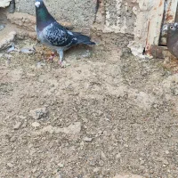 کبوتر|پرنده|خواف, |دیوار