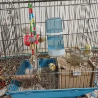 عروس هلندی|پرنده|ساوه, |دیوار