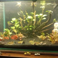 دکور چوب آبنوس