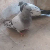 دو عدد کبوتر سالم و روبراه|پرنده|شیراز, دشت چنار|دیوار