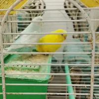 یک جفت مرغ عشق