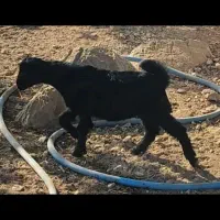 کهره شیر خوار