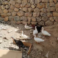 بوقلمون و مرغ خروس محلی واردک اسرائیلی خروس مشکی|حیوانات مزرعه|بومهن, |دیوار
