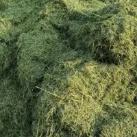 فروش یونجه چمنی خشک