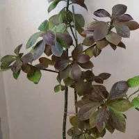 گل های اپارتمانی|گل و گیاه طبیعی|شاهرود, |دیوار