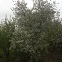 باغ بر جاده ، کنار کانال آب ، نزدیک تیر برق