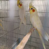 مولد تضمینی به شرط فقط 2500|پرنده|سامان, |دیوار