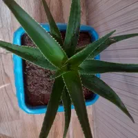 گل طبیعی|گل و گیاه طبیعی|هرسین, |دیوار