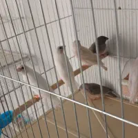 فنچ|پرنده|مرودشت, فرهنگ|دیوار