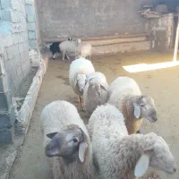 ۱۲عدد بره و یک عدد قوچ موقانی درجه یک ب فروش میرسد|حیوانات مزرعه|بجنورد, |دیوار