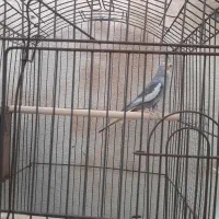 فروش عروس هلندی نربالغ مست آماده جفتگیری