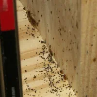 سم‌پاشی فوری و تضمینی،ایمن وتخصصی|خدمات نظافت|دزفول, |دیوار