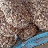 سیر بزری|خوردنی و آشامیدنی|جیرفت, |دیوار