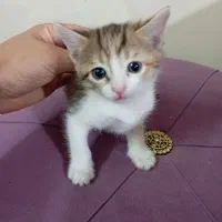 گربه|گربه|محلات, |دیوار
