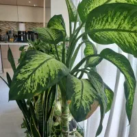 َگلدون دیفن باخیا