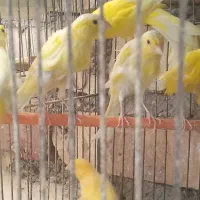 قناری ترکیبی|پرنده|شیراز, ارم|دیوار
