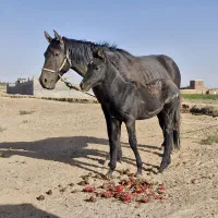 اسب و کره اسب