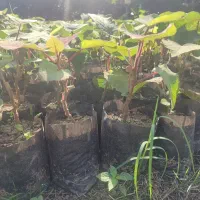 نهال کیوی تلخ|خدمات باغبانی و درختکاری|حویق, |دیوار