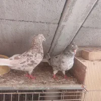 کوهی لیموی و کرم