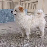 سگ بازیگوش|سگ|معصومیه, |دیوار