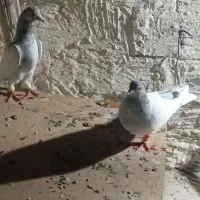 کبوتر بهبهانی|پرنده|شیراز, میانرود|دیوار
