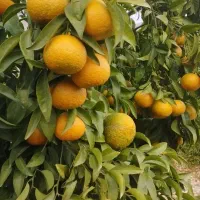 فروش باغچه