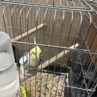 عروس هلندی نروماده بالغ|پرنده|مشهد, ادیب نیشابوری (شهرک غرب)|دیوار