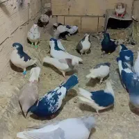 کفتر کفتر رنگه|پرنده|مشهد, انصار|دیوار