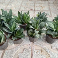 گل سانسوریا