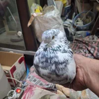 کبوترنرپلنگ جوان سالم کله لرزان|پرنده|اصفهان, جلالیه|دیوار