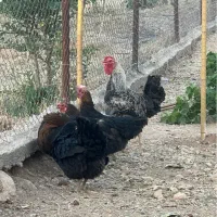 مرغ سیاه مرغ گلین خروس برهما