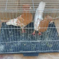 یه جفت کله زرد