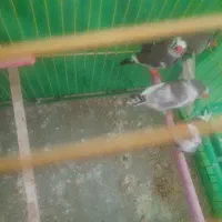 دو جفت فنچ