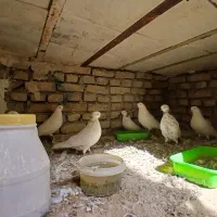 کبوتر نوک چشم سفید|پرنده|شهریار, شهرک بهاران (ویره)|دیوار