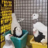 جوجه طوقی کبوتر