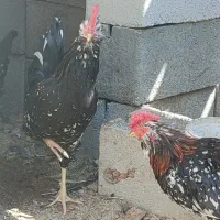 جوجه گلین ۴۰تاج،و خروس|حیوانات مزرعه|یزد, |دیوار