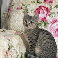 واگذاری گربه