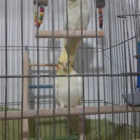عروس هلندی جفت مولد