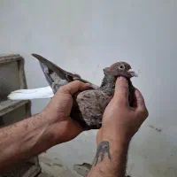 هفت رنگ دم سفید