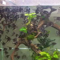 فروش آنجل دو بندی|ماهی|رشت, پیرکلاچای|دیوار