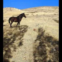 مادیا و کره مادیان فروشی|اسب و تجهیزات اسب‌سواری|مریوان, |دیوار